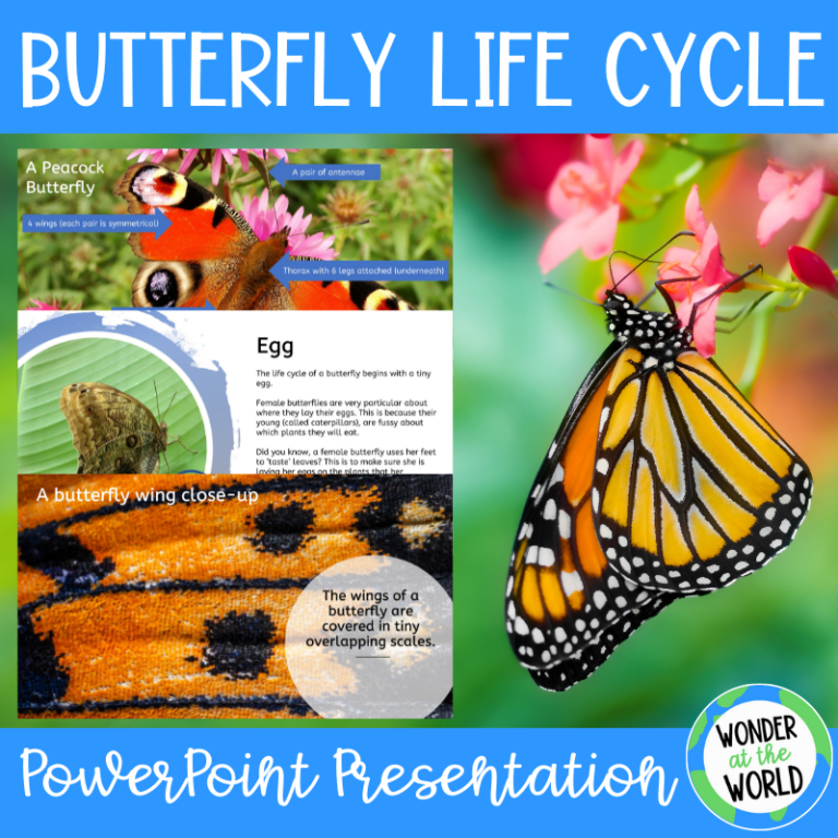 Butterfly life cycle activities - Wonder at the World