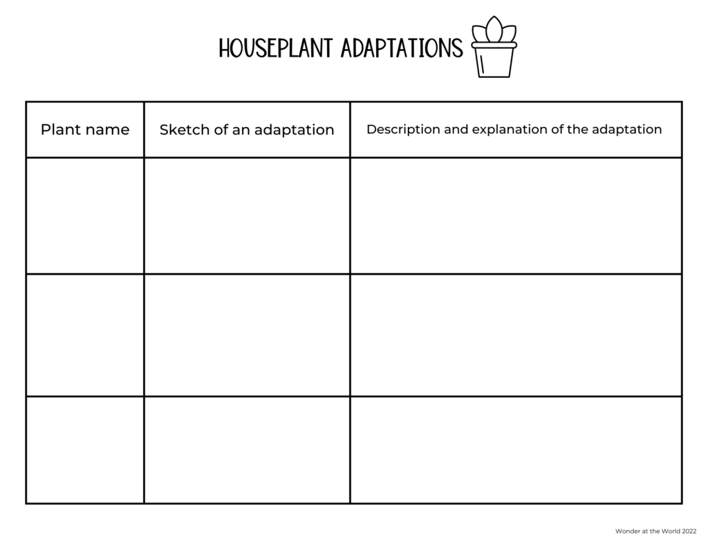 A table for children to complete when observing houseplant adaptations. 