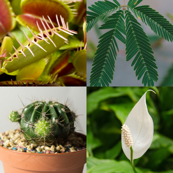Examples of houseplants you can use for a plants adaptation lesson.