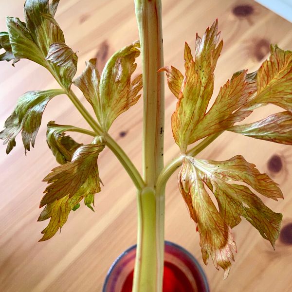 A stick of leafy celery with dyed leaves