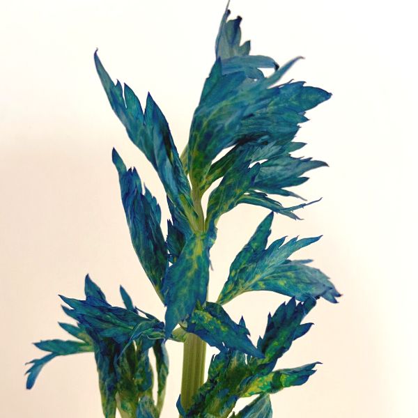 A stick of celery with dyed leaves in a water transport experiment. 