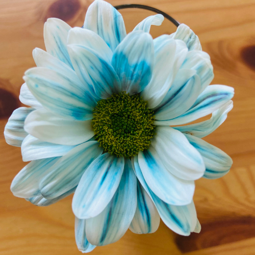 Valentine's science activity colored flower (white with blue stripes)