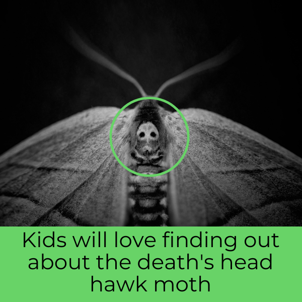 Death's Head Hawk moth Halloween animals