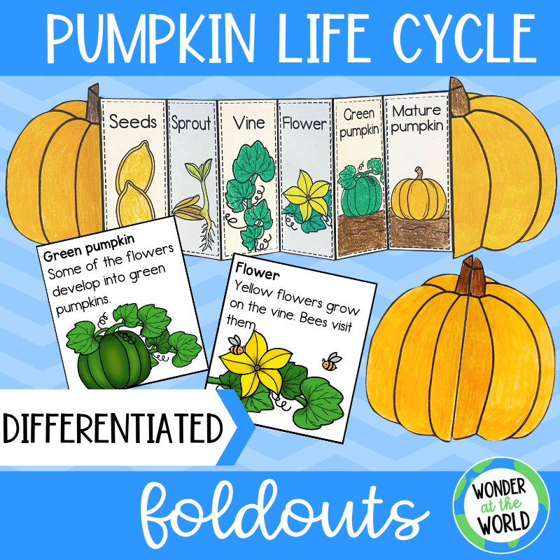 Life cycle of a pumpkin foldable activity