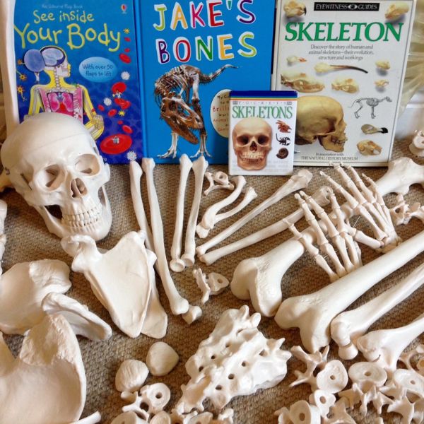 Skeletons and bones KS2