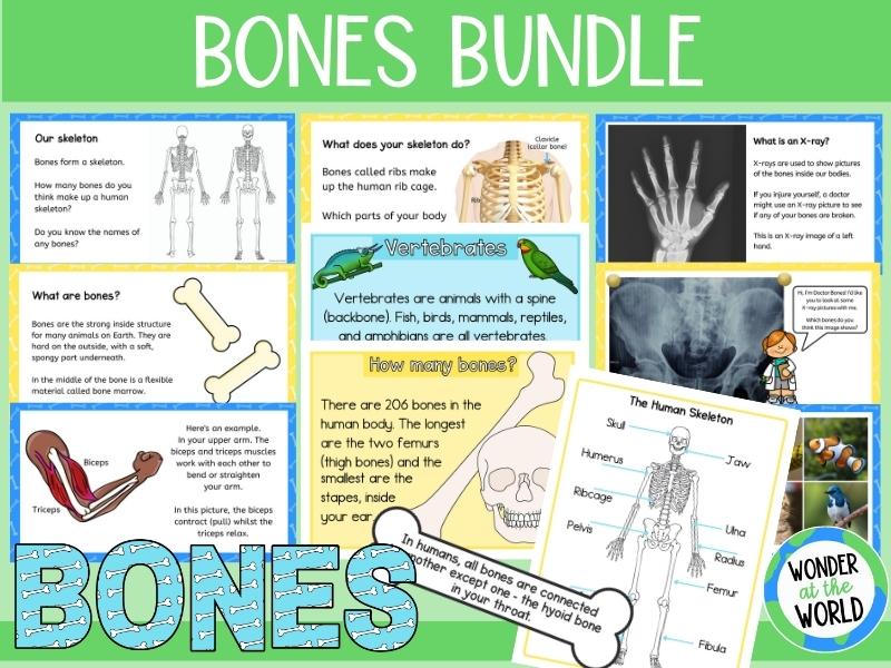 Skeletons and bones bundle