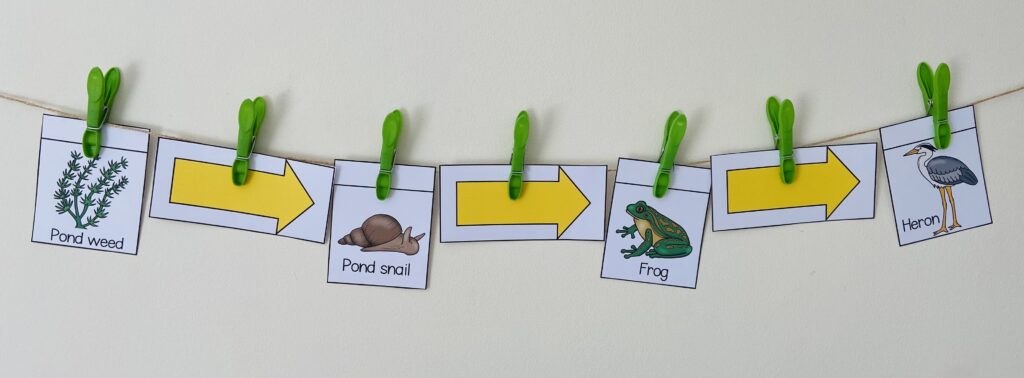 pond food chain for kids