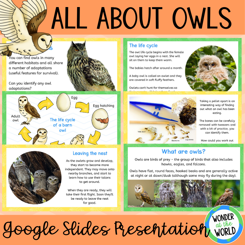 All about owls Google Slides presentation lesson