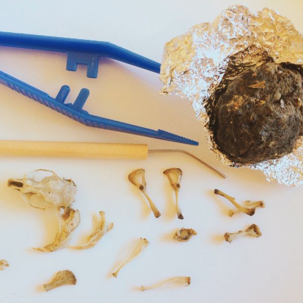 How to dissect an owl pellet with kids