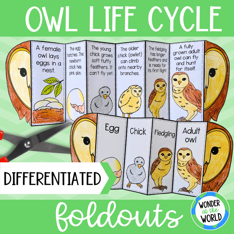 Life cycle of an owl foldable activity for science lesson