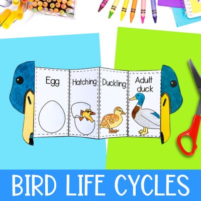 Bird life cycle category