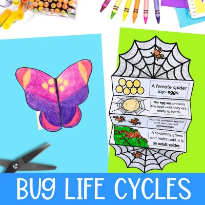 Bug and insect life cycle category