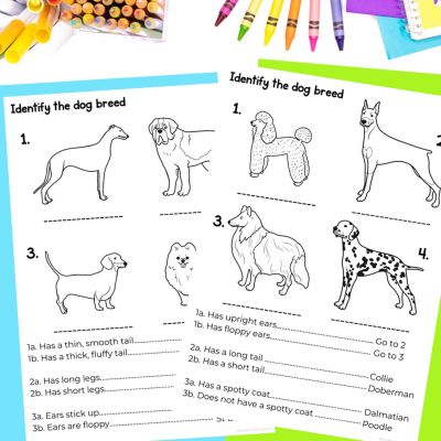 Dichotomous keys worksheets with dogs