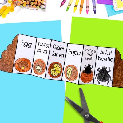 Dung beetle life cycle foldable activity