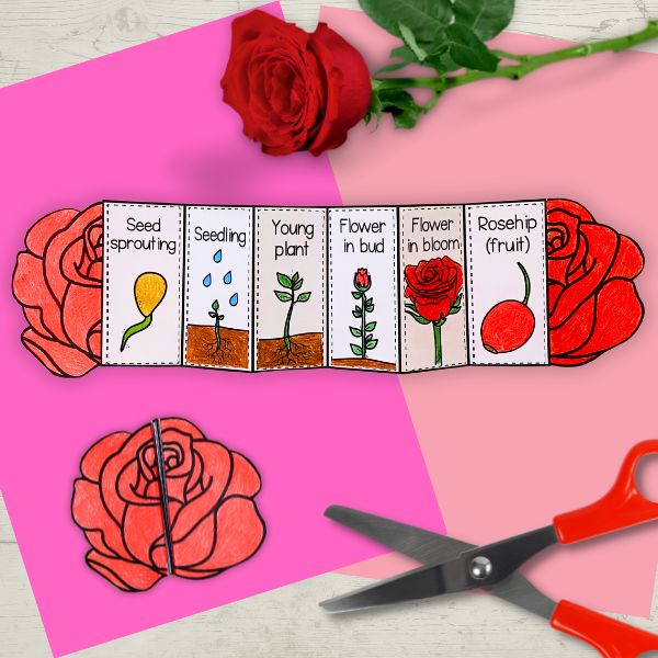 Life cycle of a rose plant with 6 stages for Valentine's Day science
