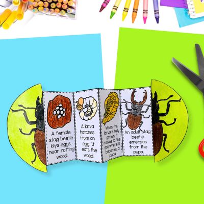Stag beetle life cycle foldable activity