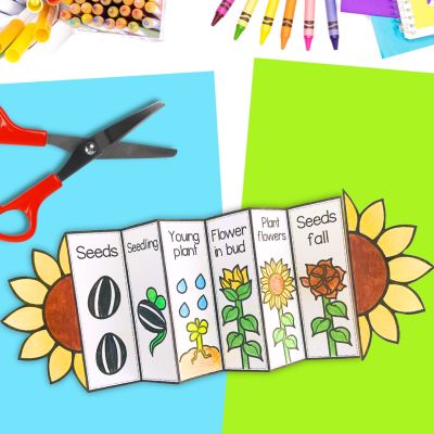 Sunflower life cycle foldable activity
