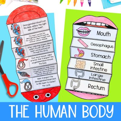 The human body category