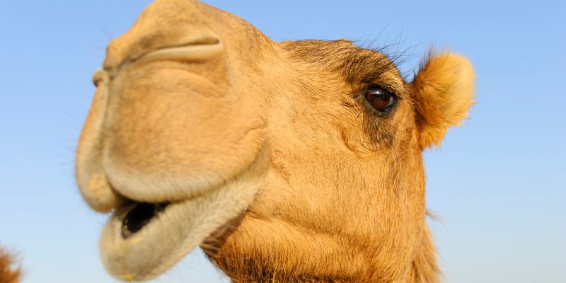A close up picture a camel's face