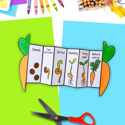 Life cycle of a carrot foldout cut and paste activity