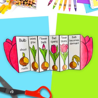 Life cycle of a tulip flower cut and paste foldable activity.