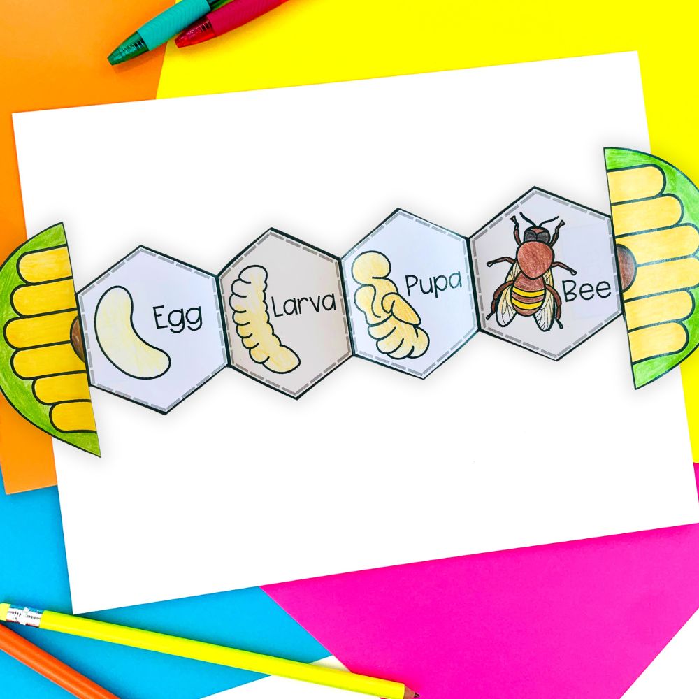 Life cycle of a honey bee foldable activity 