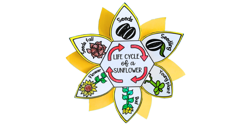 Sunflower life cycle pdf free