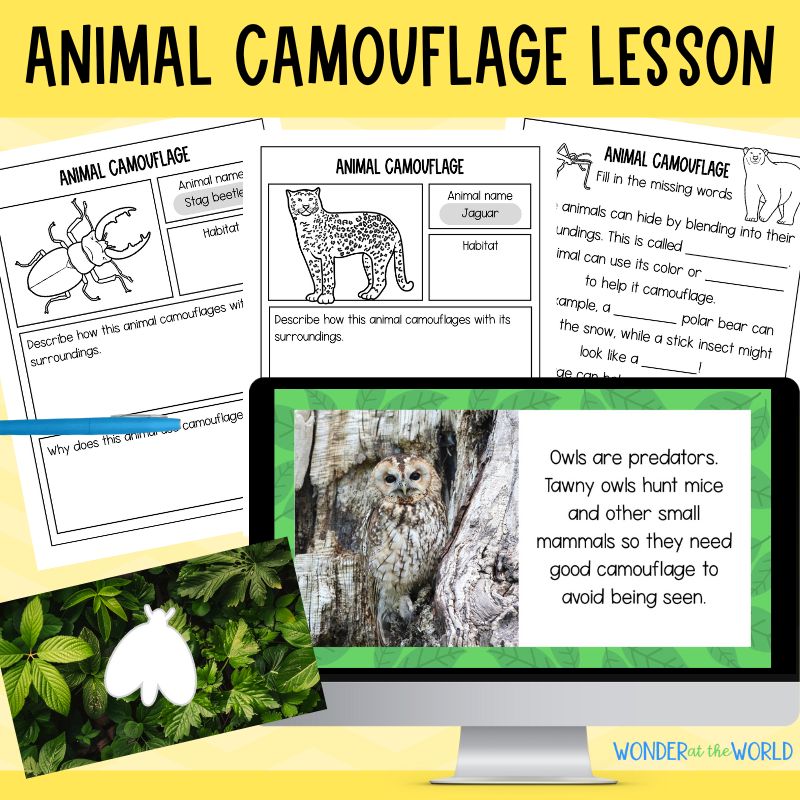 Animal camouflage lesson and worksheets 
