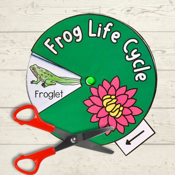 Free frog life cycle spinner wheel PDF